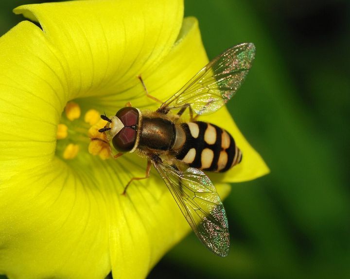 カタバミの仲間の花にとまった、ハナアブのオスです。花は同じ仲間の別の種のもので、主役のオキザリス・ストリクタではありません。主役のカタバミの花にも、蜜や花粉を求めてハナアブがやってきます。
