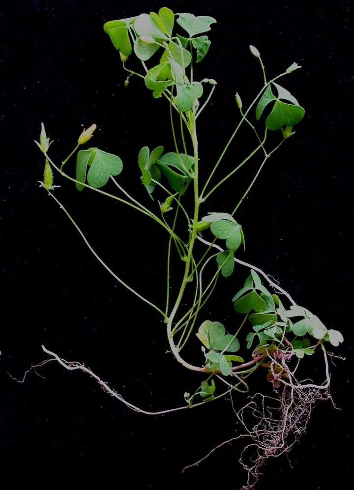 オキザリス・ストリクタの地下茎、茎、葉、実(さや)が写っています。この草は種をつくるほか、地下茎で増えることもできます。