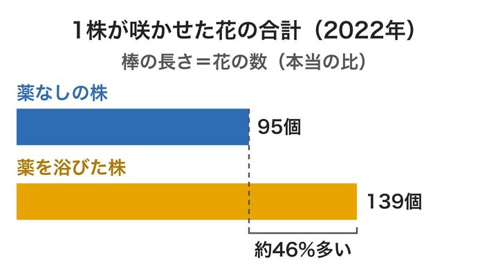 2022年の実験で、1株が1シーズンに咲かせた花の数を比べた図です。点線は薬なしの株の長さで、薬を浴びた株の棒はそこから1.5倍近くまで伸びています。