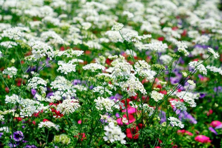 来春もこぼれダネでまた咲く！丈夫で可愛い一年草【8選】と、自然にふやす育て方のコツ