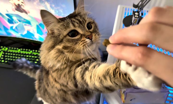 オヤツをおねだりする猫