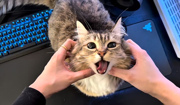 飼い主さんにかまってもらう猫