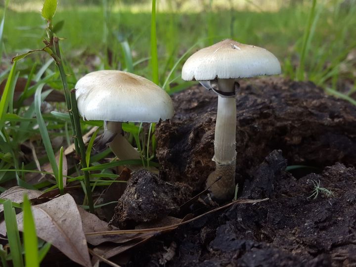 草地に生えたミナミシビレタケです（アメリカ・フロリダ州）。この試験でシロシビン組が飲んだのはキノコではなく、シロシビン25mgを入れたカプセルでした。
