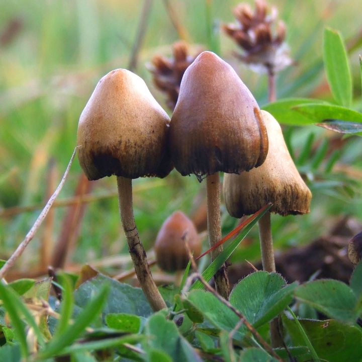 幻覚を起こすキノコの一種です（スウェーデン）。ミナミシビレタケと同じ仲間の別の種です。