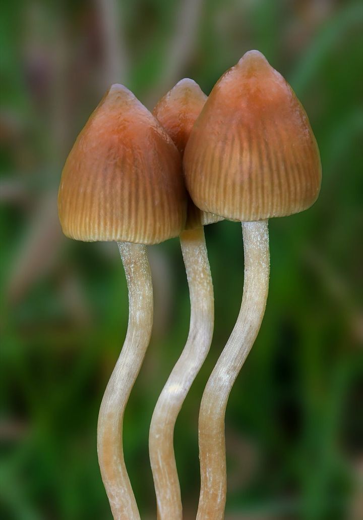 ミナミシビレタケと同じシビレタケ属（Psilocybe）の、別の種のキノコです。東京都は、幻覚を起こすキノコの乱用を続けると、覚醒剤や大麻などほかの薬物の乱用につながるおそれがあると注意しています。