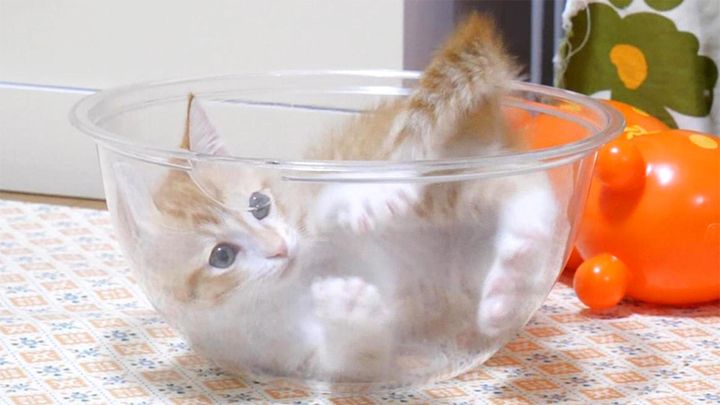 ボウルの中で回り続ける子猫