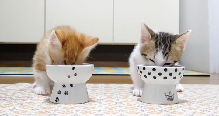 ご飯に夢中の子猫達
