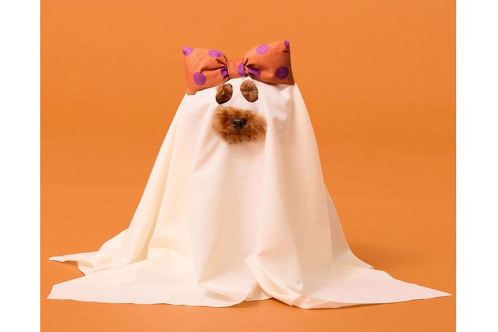 公式サイトの画像では「こんな感じ」になるはずだった…／ペット用リボンおばけ布S：80×75cm（出典：3COINS）