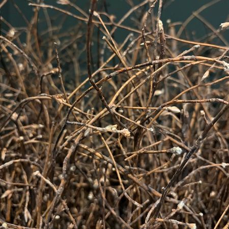 福岡の素材の魅力に触れ自分だけのジンを造る、リトルフラワー蒸留所の「ブレンド体験」