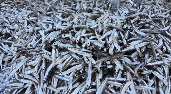 大阪の海の恵みを味わえるラーメン店「IRIKO」が岸和田に誕生！煮干しの旨味を引き出した出汁は動物性の油不使用