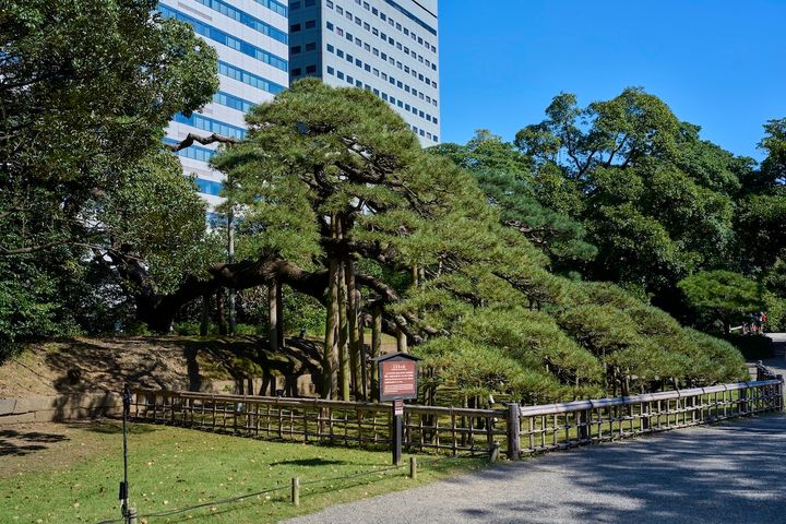 長い歴史を感じさせる「三百年の松」