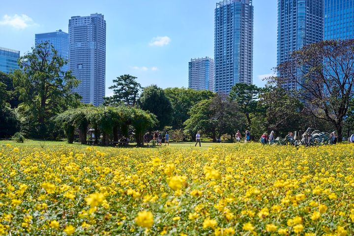 取材時はキバナコスモスが咲いていた「お花畑」