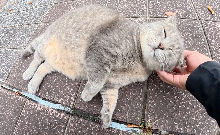 地面をコロコロ転げ回る猫