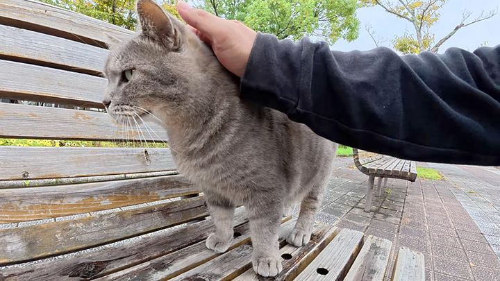 ナデナデされる猫