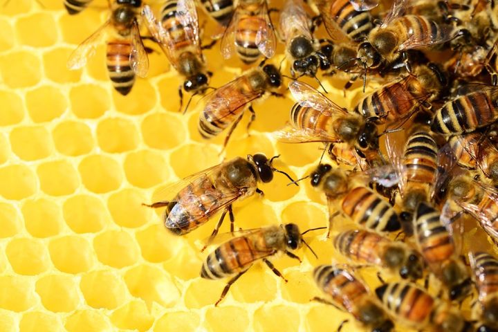 蜂蜜とプロポリスが門番、ミツバチの巣は「小さな城」だったと判明