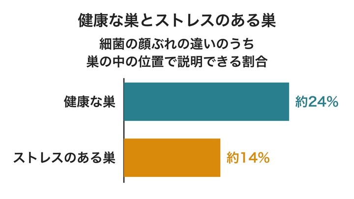 巣の中の場所で細菌の顔ぶれがどれだけ分かれているかを、巣の健康状態で比べた図です。棒が長いほど層がくっきり分かれていて、ストレスのある巣では4割ほど縮んでいました。