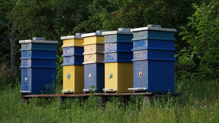 森のそばの草地に並ぶ、青や黄色の巣箱です。