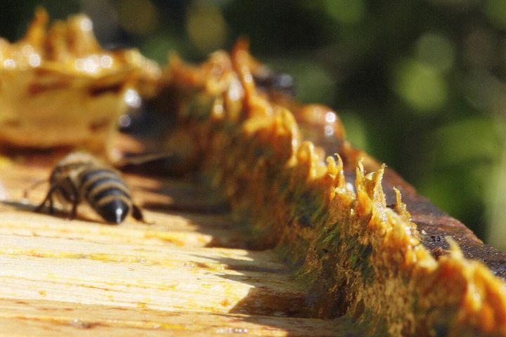 巣の中に付いたプロポリスです。 蜂蜜や蜜ろうと同じように、菌を抑える働きが以前から知られていた巣の素材の1つです。