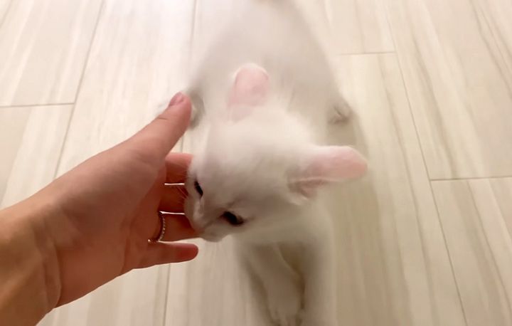かまって欲しい子猫
