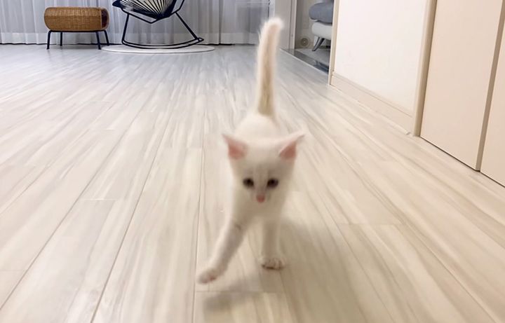 呼ぶと来る子猫