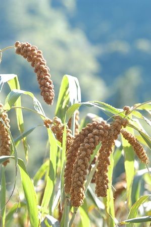 おいしさと健康、自然との調和。植物性100％・砂糖不使用、日本の雑穀を主役にした「未来食レストランAWA」が東京・早稲田にOPEN