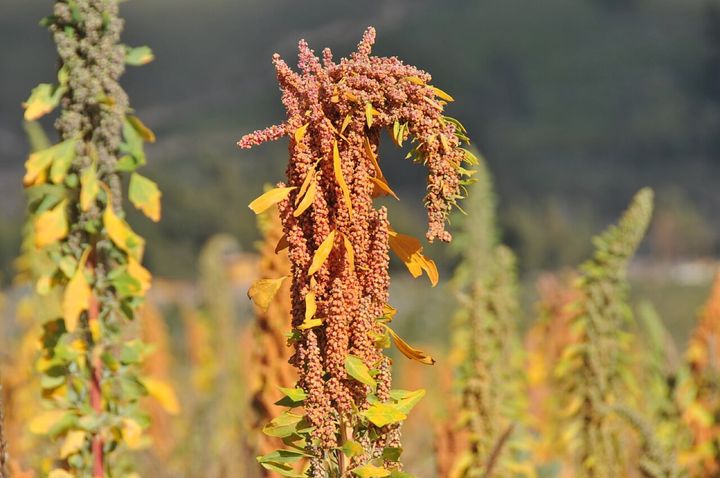 キヌアです。キヌアは、総合点の上位2割に入った4品の一つで、植物性の食品です。