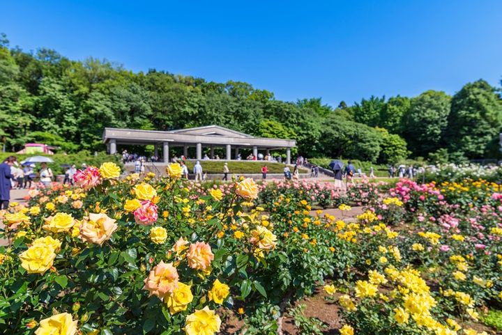 神代植物公園のバラ園