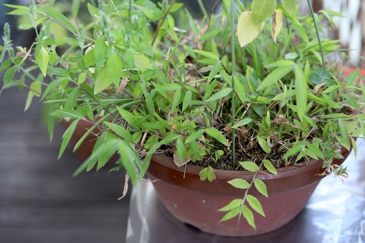 鉢植えの整理