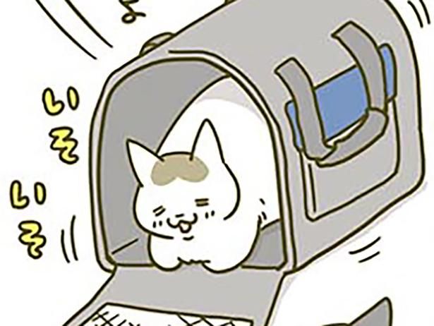 新しいキャリーを気に入った猫 （C）卵山玉子／KADOKAWA