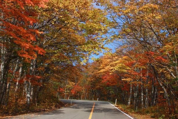 車の窓から極上の紅葉を眺められる/蔵王エコーラインの紅葉 画像提供：蔵王町農林観光課