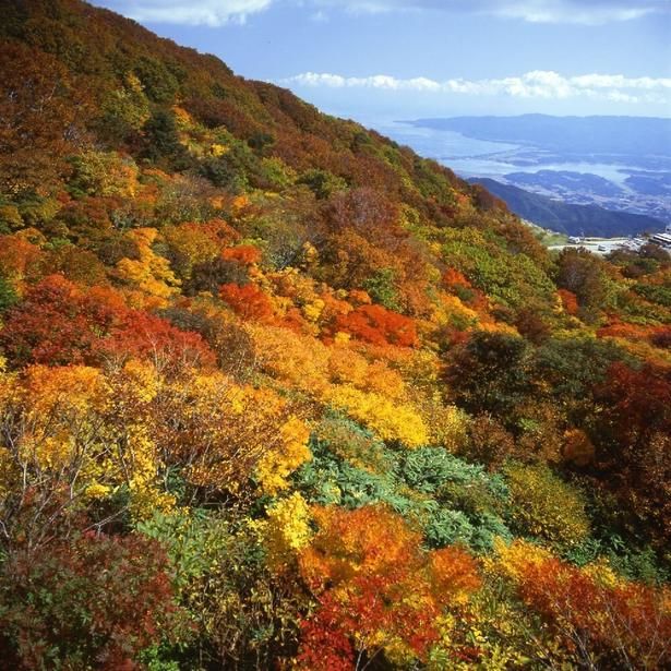 佐渡全島を一望できる/大佐渡スカイラインの紅葉 画像提供：佐渡観光交流機構