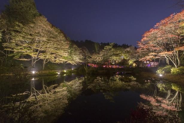 夜間は昼間と違った幻想的な風景が楽しめる/六甲高山植物園の紅葉 画像提供：六甲高山植物園