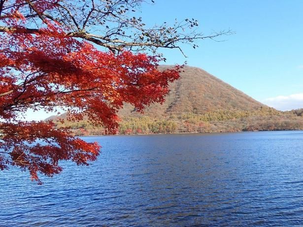 深い青色の榛名湖と赤いモミジの調和を楽しめる/榛名山・榛名湖の紅葉 画像提供：榛名観光協会