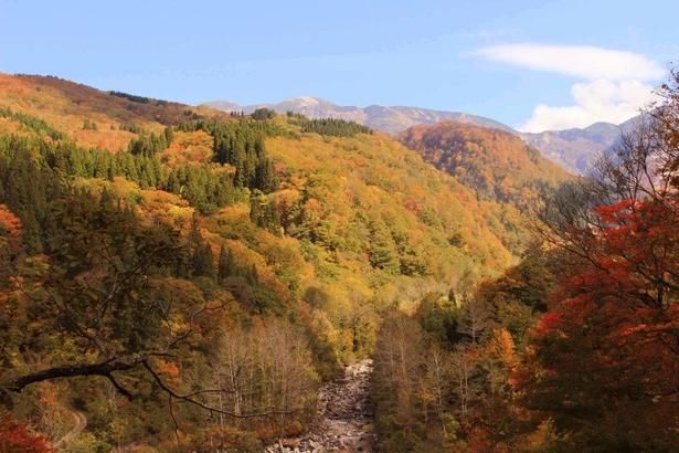 白山公園線沿線は比較的長い間、どこかしらが紅葉のピークを迎えている/白山市白峰県道白山公園線沿線の紅葉 画像提供：白峰観光協会