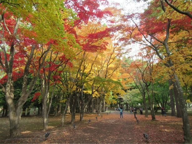 美しく色づいたカエデ並木/香雪園(見晴公園内)の紅葉 画像提供：一般財団法人 函館住宅都市施設公社