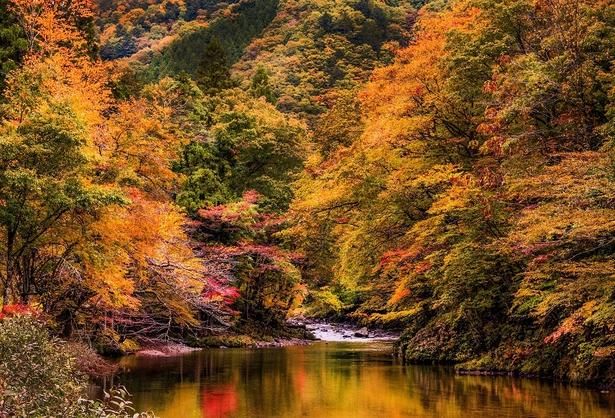 街道沿いの美しい紅葉が楽しめる/飛騨美濃せせらぎ街道の紅葉 画像提供：せせらぎ街道を愛する会