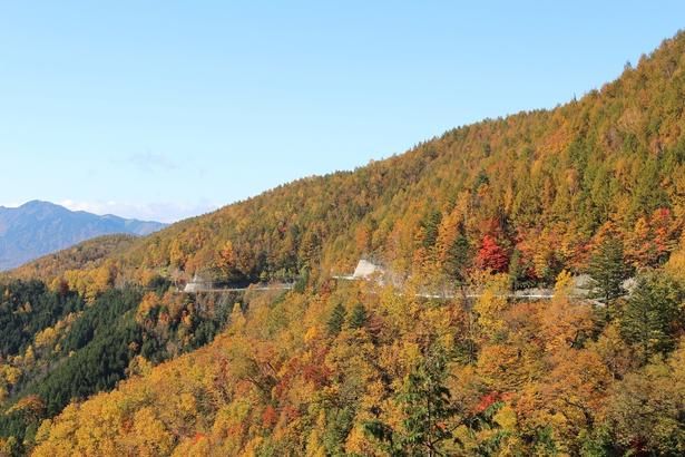 鮮やかに色づいた雄大な自然を楽しめる/御嶽パノラマラインの紅葉 画像提供：下呂市役所