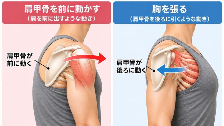 肩甲骨の動き比較図