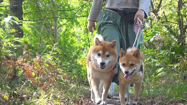 妹柴のいちごと並んで、仲良くお散歩