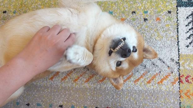 無邪気なはちくん