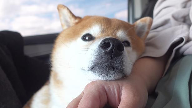 帰りの車で眠くなり、うとうと…