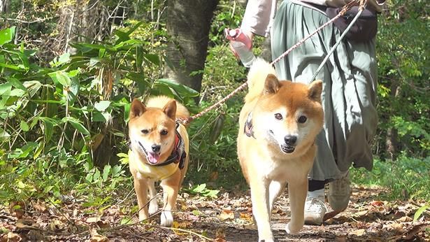 軽快な足取りで歩くはちくん