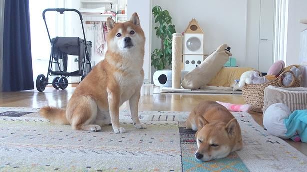 はちくんの朝のまったりタイム