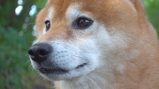悲鳴が聞こえたあたりを真剣な表情で見つめるはちくん