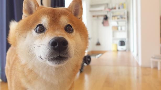 散歩のおかわりを期待するはちくん