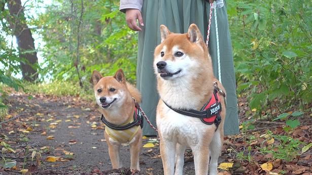 公園を散歩していたら、突然女性の悲鳴が…!?