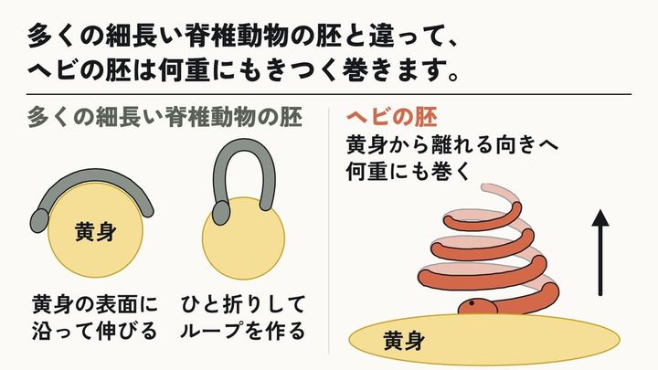 ヘビの胚は、黄身から離れる向きへ何重にも巻く