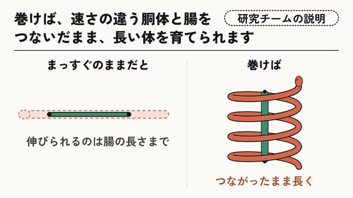 巻けば、つながったまま長くなれる