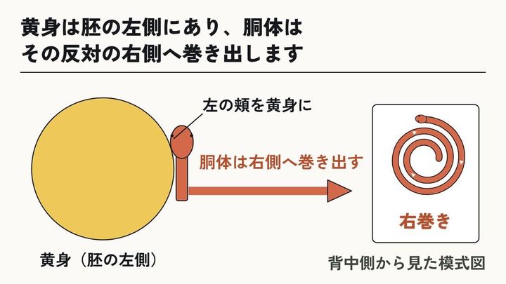 ヘビの胚を右巻きにするカギは、左側にある卵の黄身だった