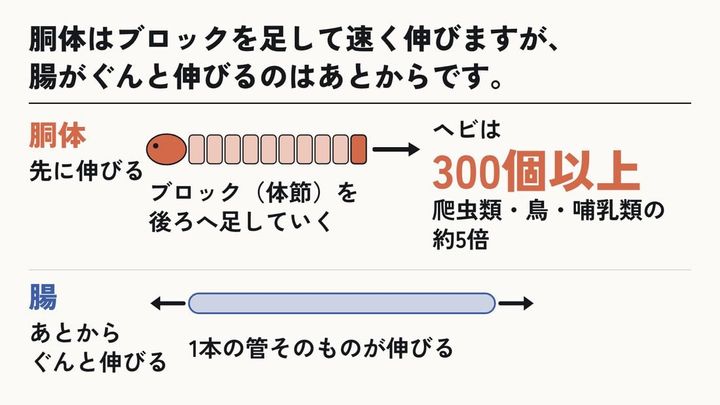 胴体と腸は、伸び方の仕組みが違う
